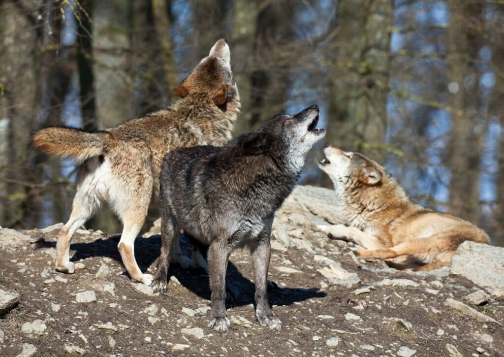 Wolves Tongass National Forest