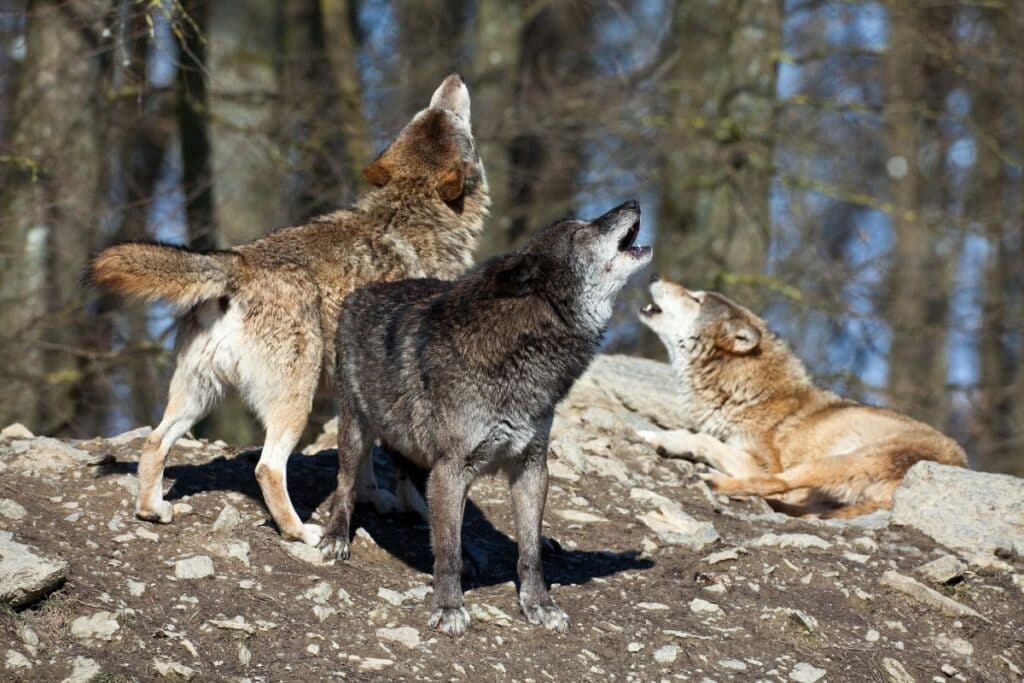 Yellowstone National Park Wolves montana wildlife