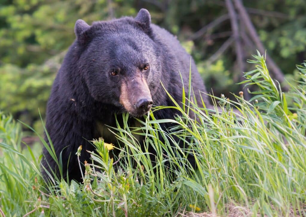 lassen What National Parks in California Have Bears