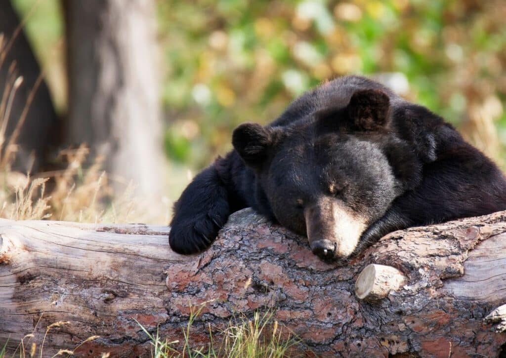 redwood What National Parks in California Have Bears