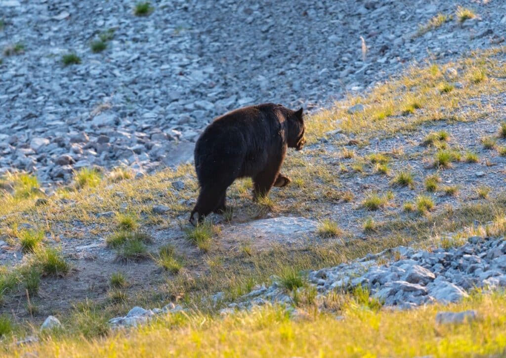 tahoe What National Parks in California Have Bears