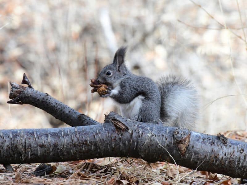Abert's Squirrel rocky mountains animals