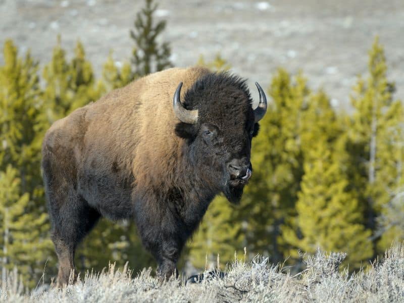 American Bison rocky mountains animals
