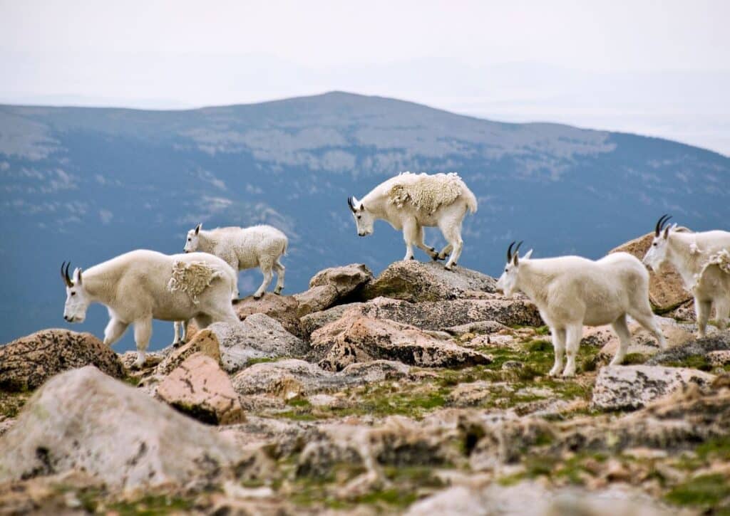 Animals in the Rocky Mountains