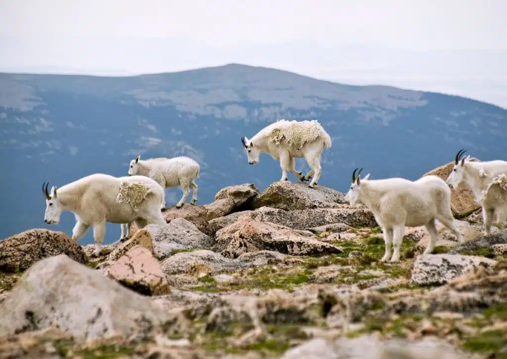 29 Animals in the Rocky Mountains Seen on Hikes! (Photos Included)