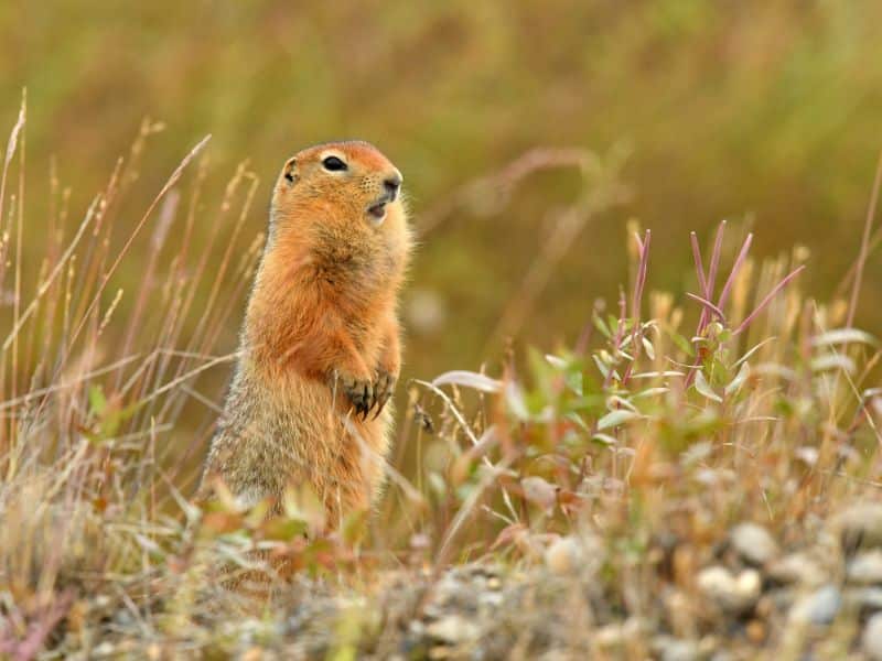 Arctic Ground Squirrel Kobuk Valley National Park