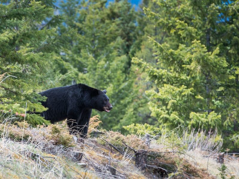 Black Bears rocky mountains animals