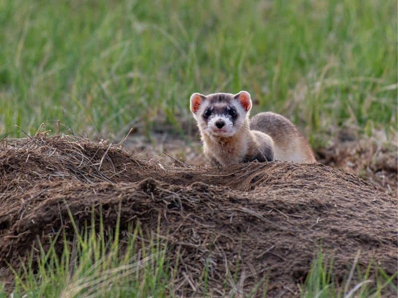 Black footed Ferret rocky mountains animals