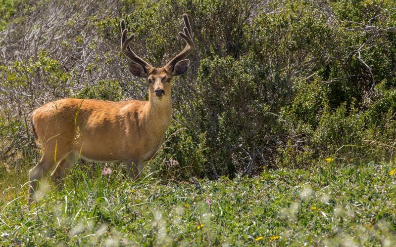 Black-tailed Deer Cleveland National Forest animals