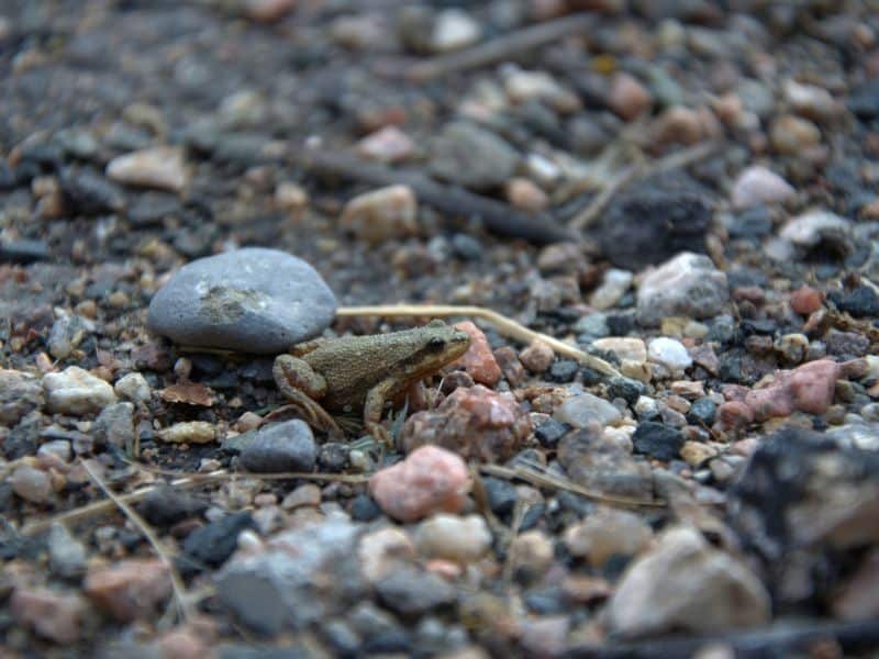 Boreal Chorus Frogs Animals in San Isabel National Forest