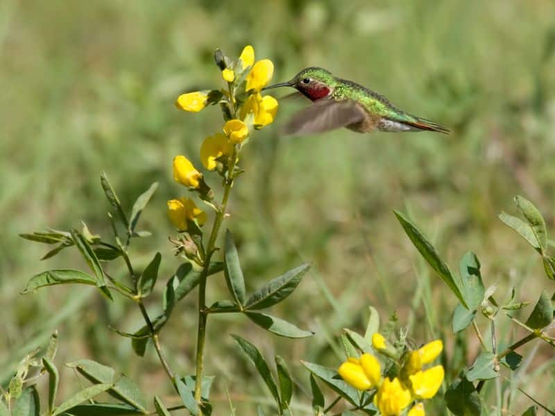 Broad-tailed Hummingbird rocky mountains animals