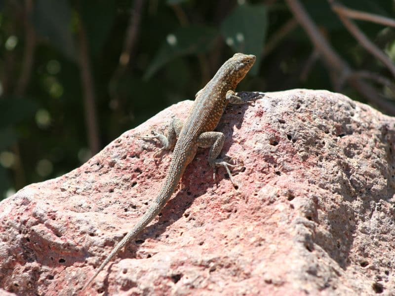 Wildlife in Arches National Park