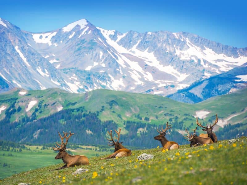 Elk wildlife rocky mountains animals
