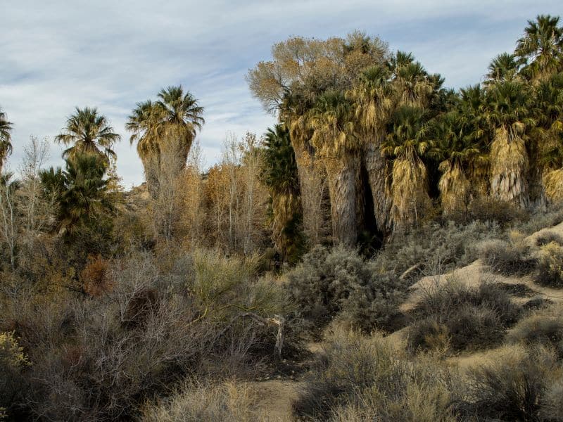 22 Joshua Tree Animals Seen on Our Hikes! Fan Palm Oases Joshua Tree animals