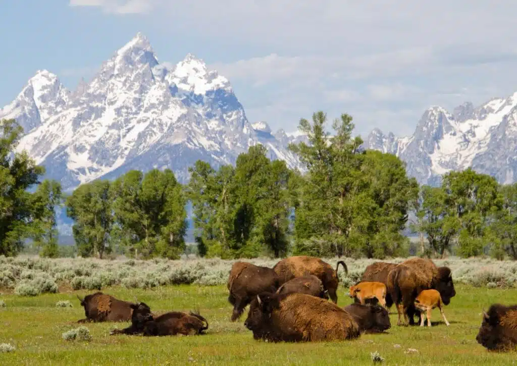 Grand Teton National Park vs Yellowstone