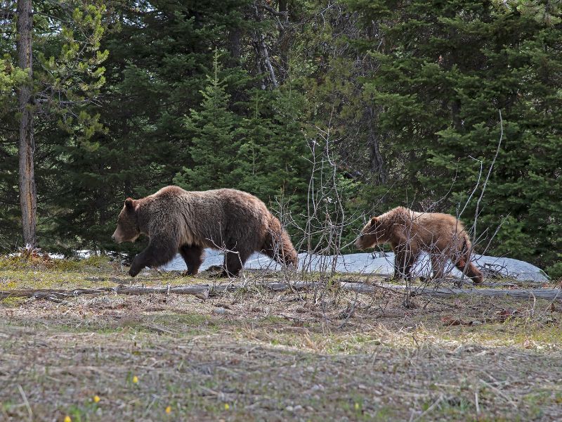 Grizzly Bears Grand Teton National Park
