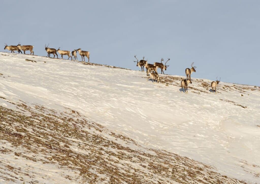 caribou migration Kobuk Valley National Park