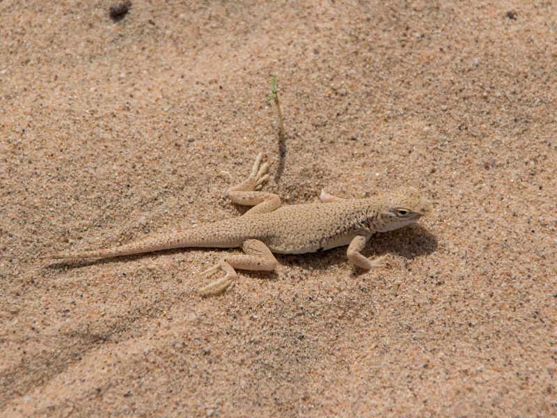 Mojave Fringe-toed Lizard animals in Valley of Fire
