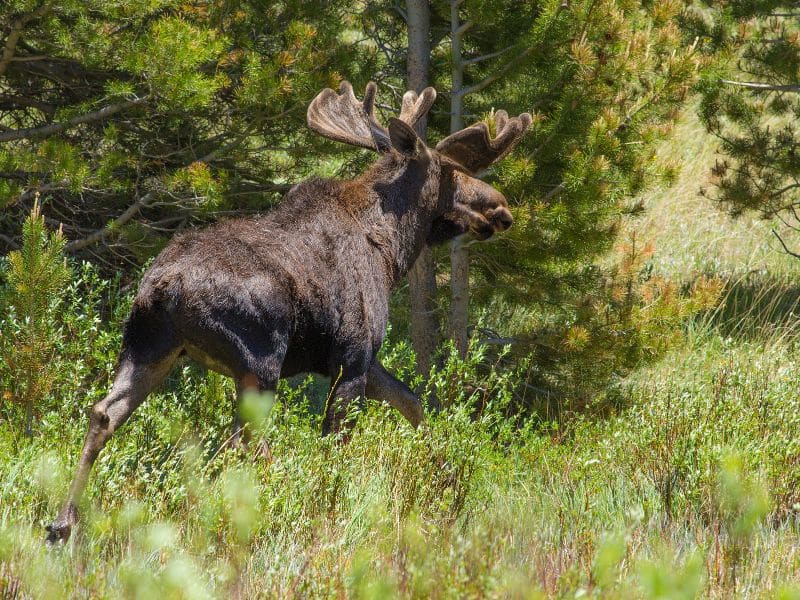Moose rocky mountains animals