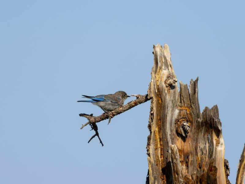 Mountain Bluebirds Animals in San Isabel National Forest