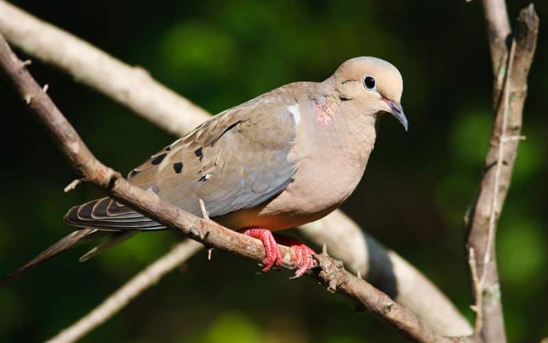 Mourning Dove wildlife Cleveland National Forest