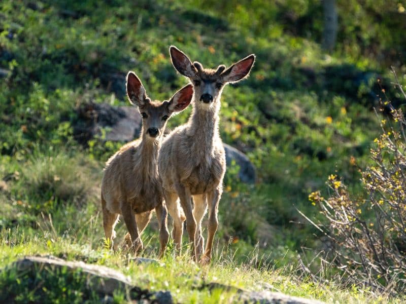 Mule Deer rocky mountains animals