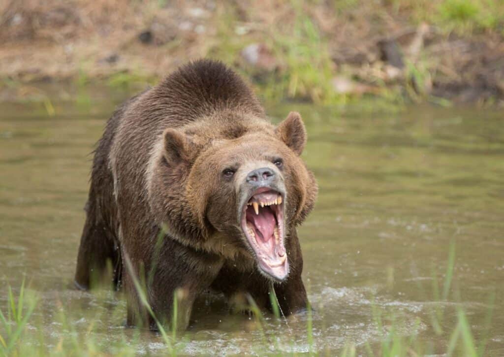 11 National Parks That Have Grizzly Bears! (We've Seen Them on EVery Visit!) National Parks That Have Grizzly Bears