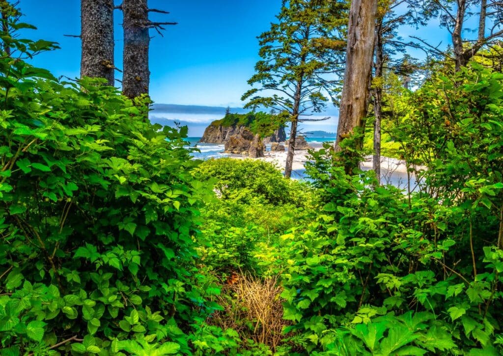 20 Olympic National Park Hikes (Campsites and Tips Included) Olympic National Park Hikes