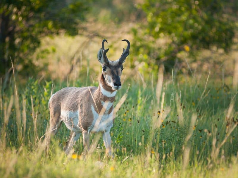 Pronghorn rocky mountains animals
