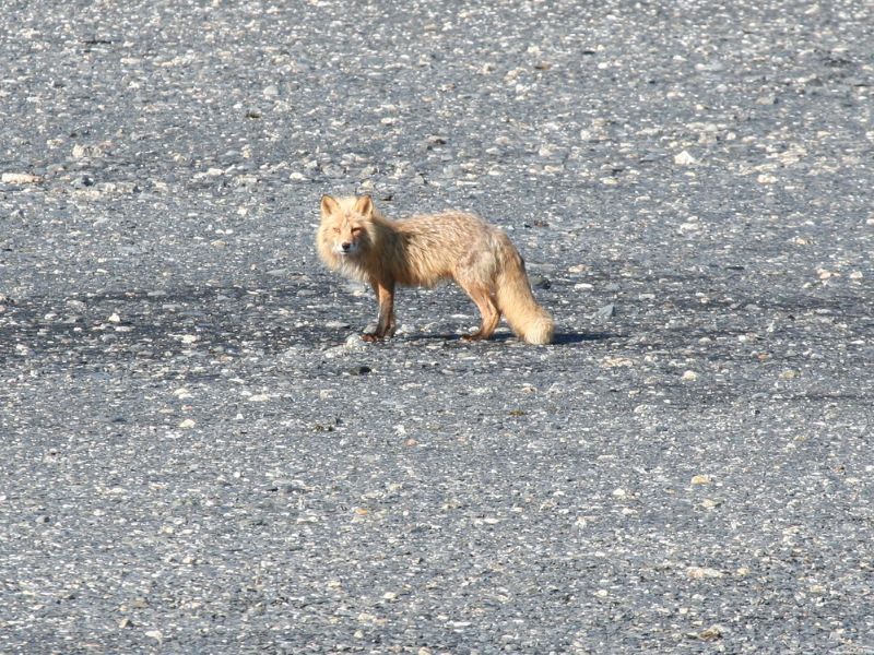 Red Fox Kobuk Valley National Park