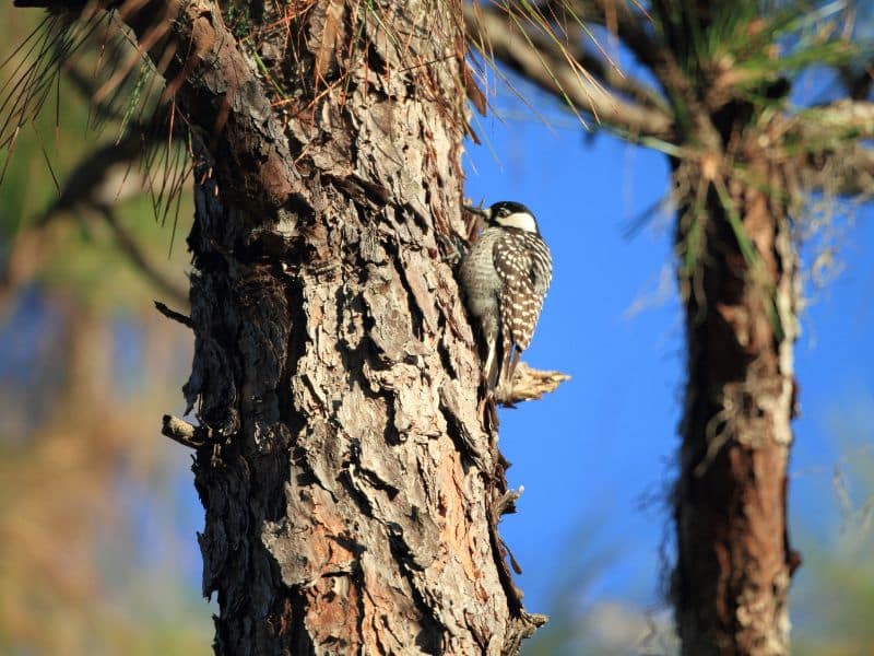 Red-cockaded Woodpecker Animals In Ocala National Forest