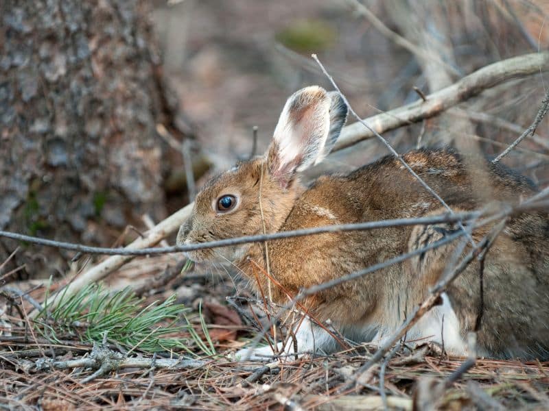 Snowshoe Hare rocky mountains animals