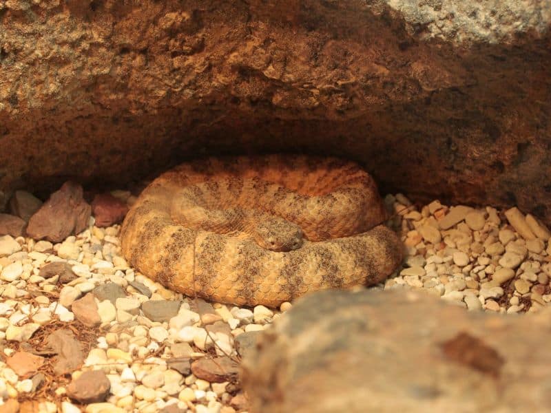 Speckled Rattlesnake animals in Valley of Fire
