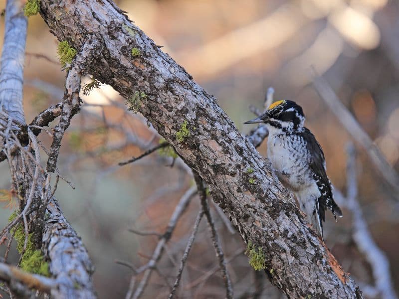 Three-toed Woodpecker rocky mountains animals