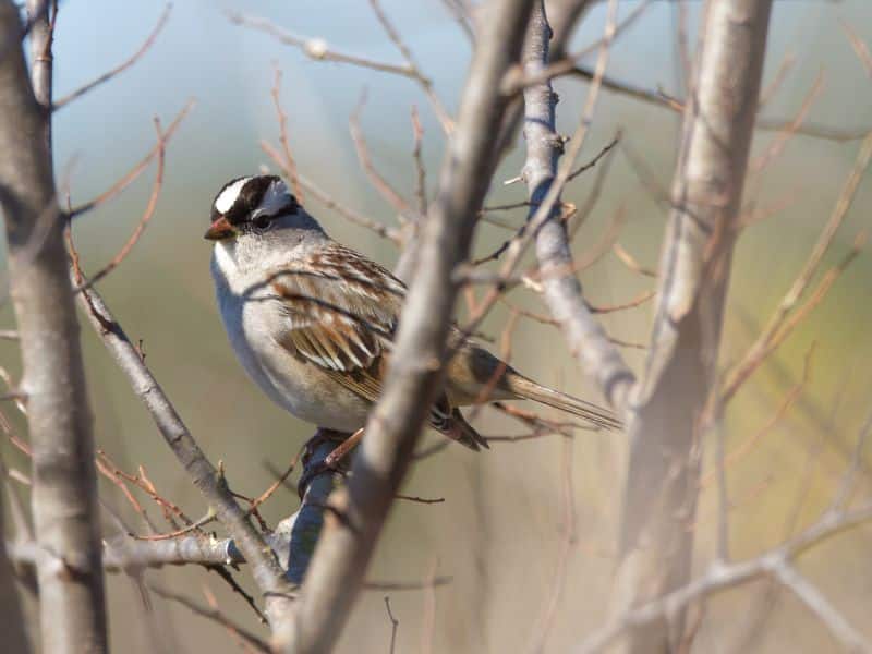 White-crowned Sparrow rocky mountains animals