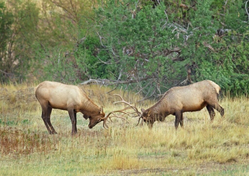 the Elk Rut