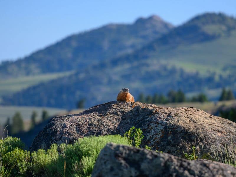 Yellow-bellied Marmot rocky mountains animals