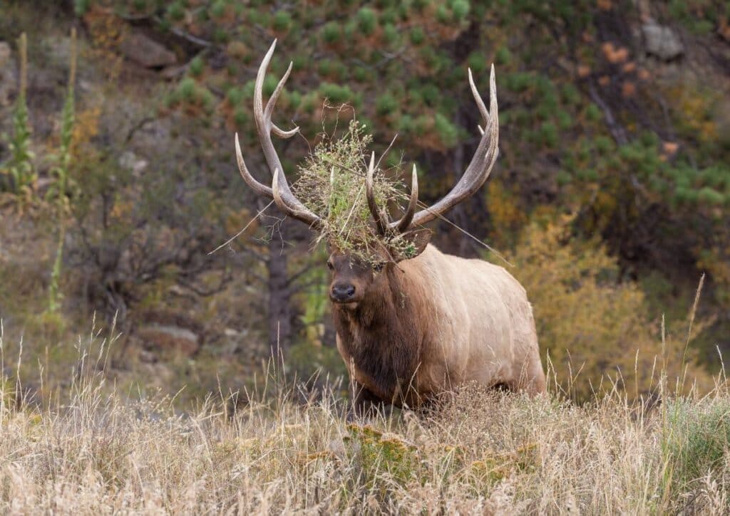 12 Places We Go to Witness the Elk Rut (and Hear the Bugling) the Elk Rut