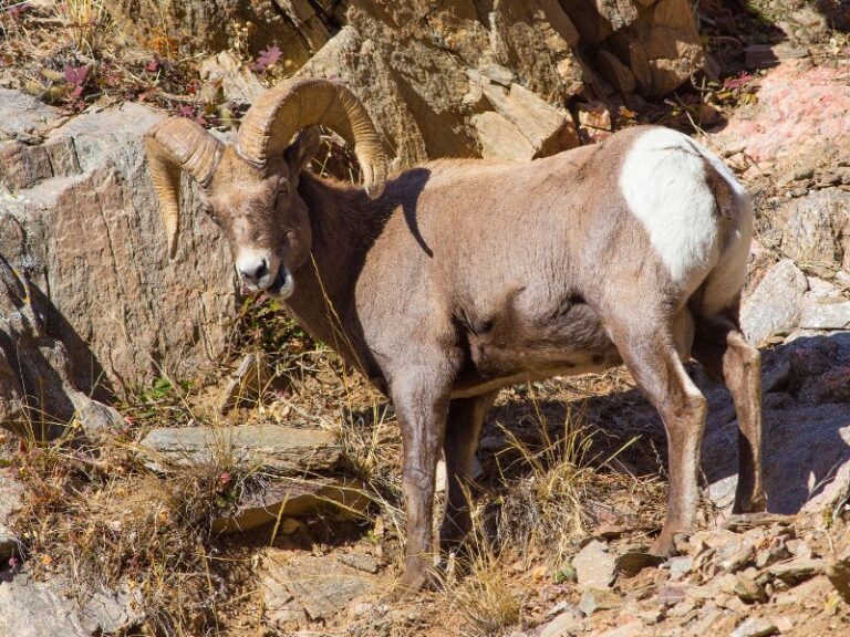 22 Joshua Tree Animals Seen On Our Hikes