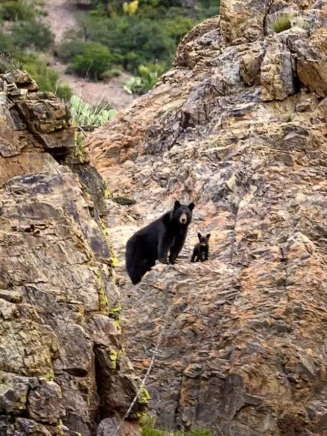 7 Wildlife Encounters in Guadalupe MNP on Our Hikes!