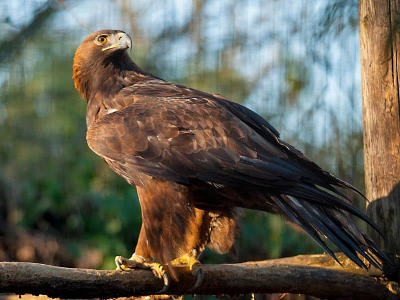 golden eagle Animals in San Isabel National Forest