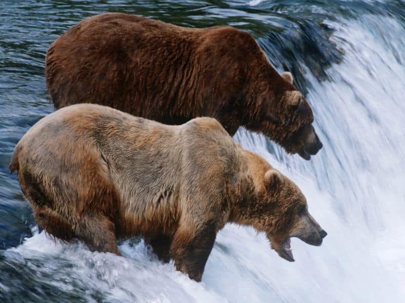 grizzly bear Katmai National Park and Preserve