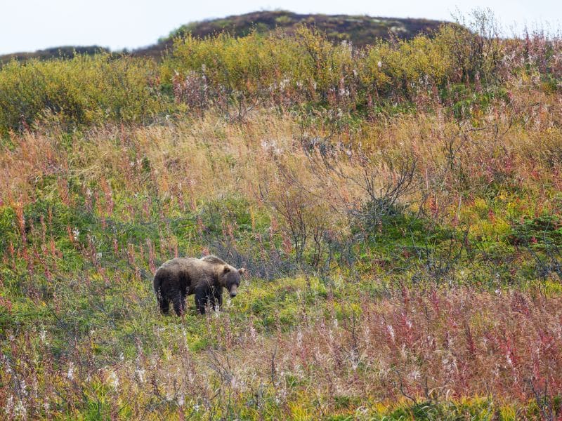 11 National Parks That Have Grizzly Bears! (We've Seen Them on EVery Visit!) grizzly bear Kootenay National Park