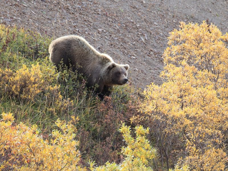 grizzly bear  North Cascades National Park