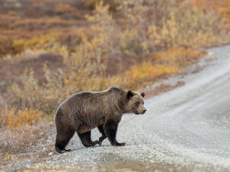 grizzly bear  denali national park