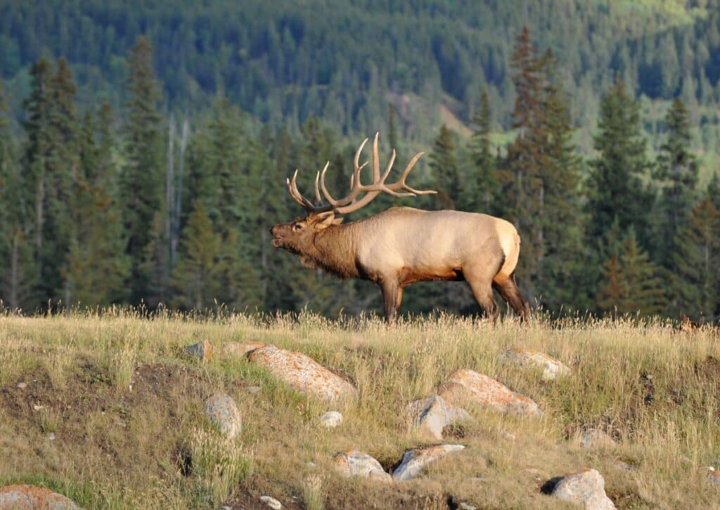 the Elk Rut