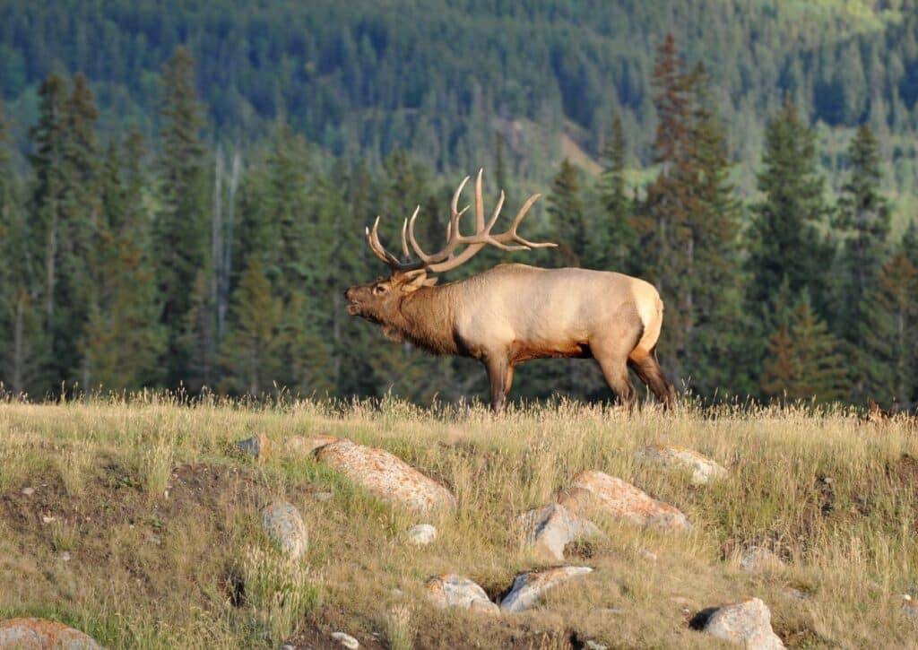 12 Places We Go To Witness The Elk Rut (and Hear The Bugling)