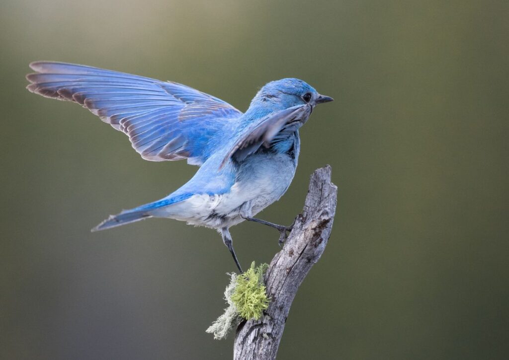 mountain bluebird lincoln national forest wildlife