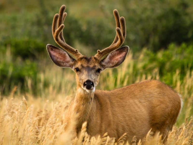 22 Joshua Tree Animals Seen on Our Hikes! southern mule deer Joshua Tree Animals