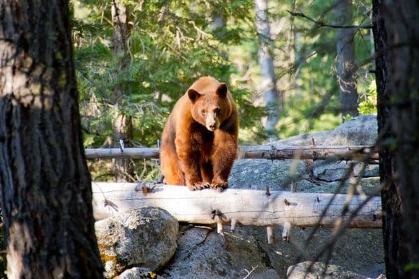 American Black bear ANimlas in Tahoe National Forest